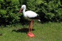 Bocian ozdoba do ogrodu naturalnej wielkości Bocian ozdoba do ogrodu naturalnej wielkości