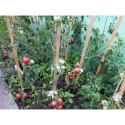 Tunel foliowy - szklarnia ogrodowa - 2x3 m