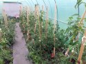 Tunel foliowy - szklarnia ogrodowa AUREA 2x4m