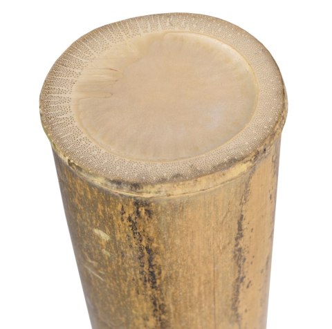 Tyczka bambusowa MOSO 100 cm 9-10 cm Tyczka bambusowa MOSO 100 cm 9-10 cm